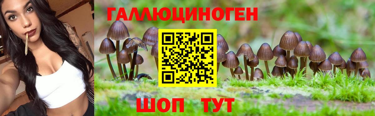 Галлюциногенные грибы Psilocybe Аргун